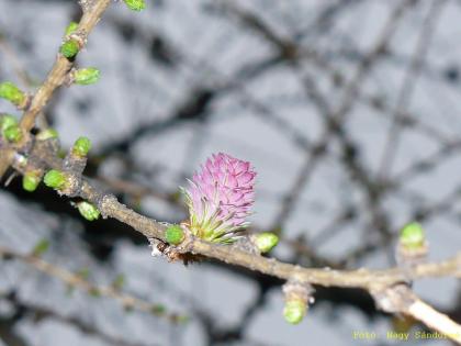 Larix decidua